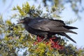 American Crow Royalty Free Stock Photo