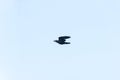 American Crow in flight