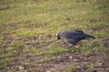 American Crow Royalty Free Stock Photo