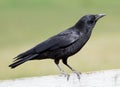 American Crow