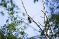 American Crow on a Limb Royalty Free Stock Photo