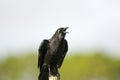 American Crow perched