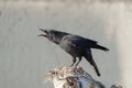 American crow resting at seaside beach