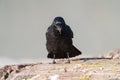 American crow resting at seaside beach Royalty Free Stock Photo