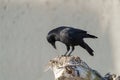 American crow resting at seaside beach