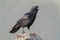 American crow resting at seaside beach