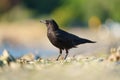 American crow resting at seaside beach