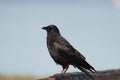 American crow resting at seaside beach Royalty Free Stock Photo