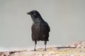 American crow resting at seaside beach