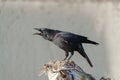 American crow resting at seaside beach Royalty Free Stock Photo