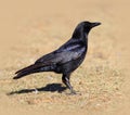 American Crow Standing on Grass