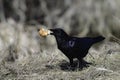 American Crow with a piece of bread Royalty Free Stock Photo