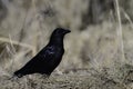 American Crow along the edge of a country road Royalty Free Stock Photo