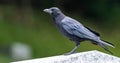 An American Crow on a wall in a cemetery with a blurred background Royalty Free Stock Photo