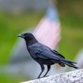 An American Crow on a wall in a cemetery with a blurred background that includes an American flag Royalty Free Stock Photo