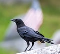 An American Crow on a wall in a cemetery with a blurred background that includes an American flag Royalty Free Stock Photo