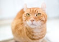 An American Curl breed orange tabby cat