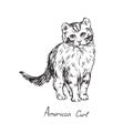American Curl, cat breeds illustration with inscription, hand drawn doodle, sketch, black and white vector