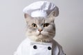American Curl Cat Dressed As A Chef On White Background