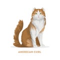 American curl cat.