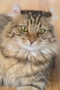 American Curl cat Royalty Free Stock Photo