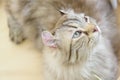 American Curl cat looking something Royalty Free Stock Photo