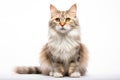 American Curl Cat Upright On A White Background