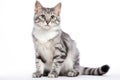 American Curl Cat Upright On A White Background