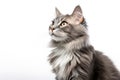 American Curl Cat Upright On A White Background