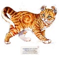 American Curl cat. watercolor home pet illustration. Cats breeds series. domestic animal.
