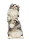 American Curl kitten, 3 months old, standing on hind leg and looking up Royalty Free Stock Photo