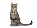 American Curl Shorthair cat on white background Royalty Free Stock Photo