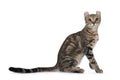 American Curl Shorthair cat on white background Royalty Free Stock Photo