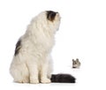 American Curl sitting and looking backwards at a mouse Royalty Free Stock Photo