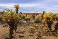 American desert landscape. Cholla cactuses in the Cactus Garden area, Joshua Tree National Park. Royalty Free Stock Photo