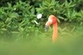 American flamingo Royalty Free Stock Photo