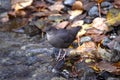 American Dipper