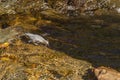 American Dipper