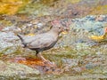 American Dipper aka Water Ouzel