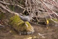 American Dipper.