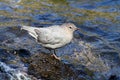 American Dipper (Cinclus mexicanus) Royalty Free Stock Photo