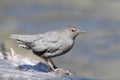 American Dipper (Cinclus mexicanus) Royalty Free Stock Photo