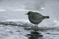 American dipper, Cinclus mexicanus