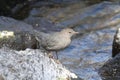 American Dipper (Cinclus mexicanus)