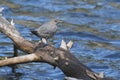 American Dipper & x28;Cinclus mexicanus& x29;