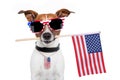 American dog Royalty Free Stock Photo