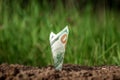 American dollars grow out of the ground like plants against a backdrop of greenery. The concept of investment, passive income, Royalty Free Stock Photo