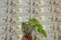 American dollars money in hand with a green sprout of a plant against the background of dollars of the United States of America. Royalty Free Stock Photo