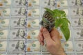 American dollars money in hand with a green sprout of a plant against the background of dollars of the United States of America. Royalty Free Stock Photo