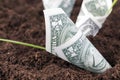 American dollars in the soil of an agricultural field